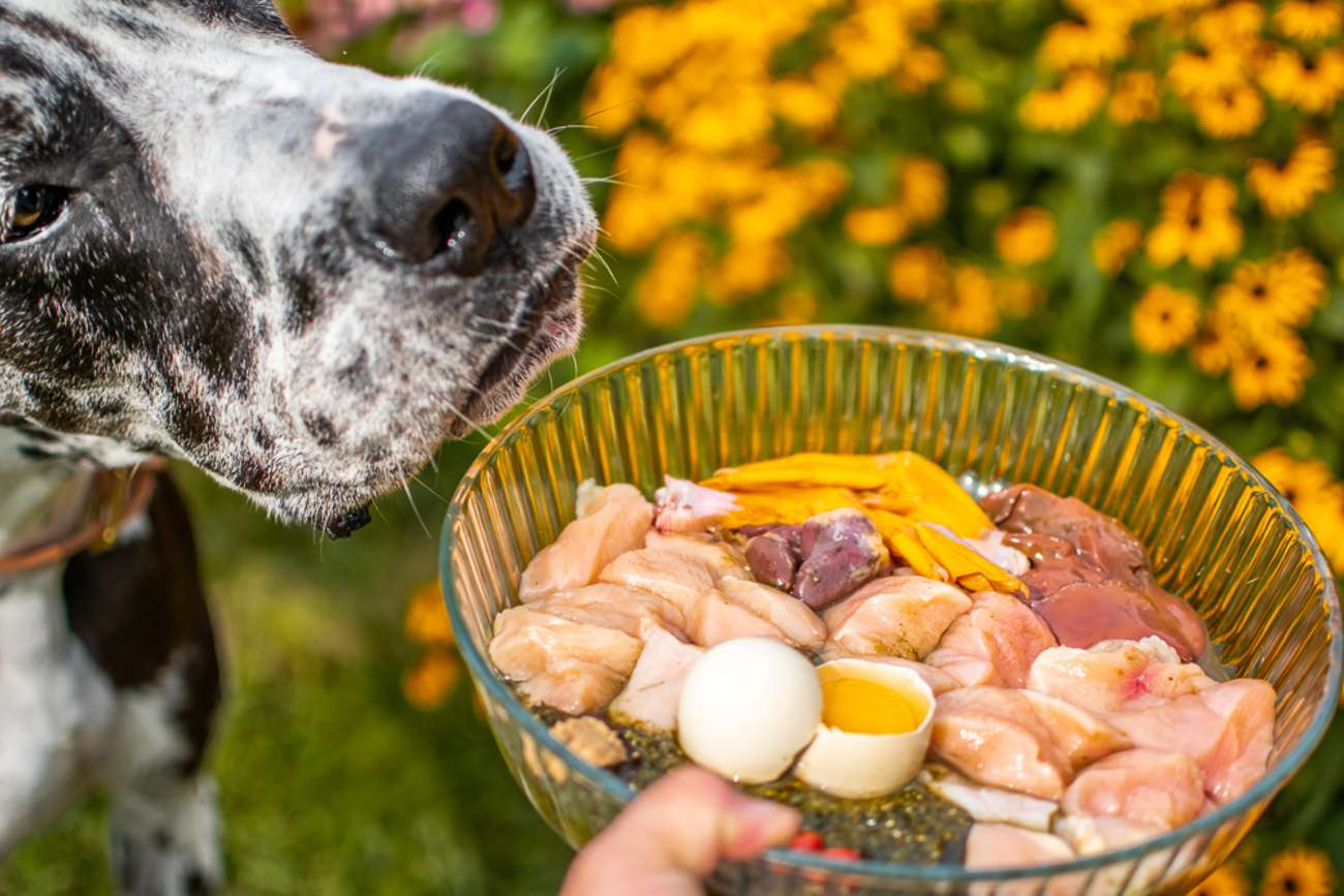 A dog looking at a bowl of food