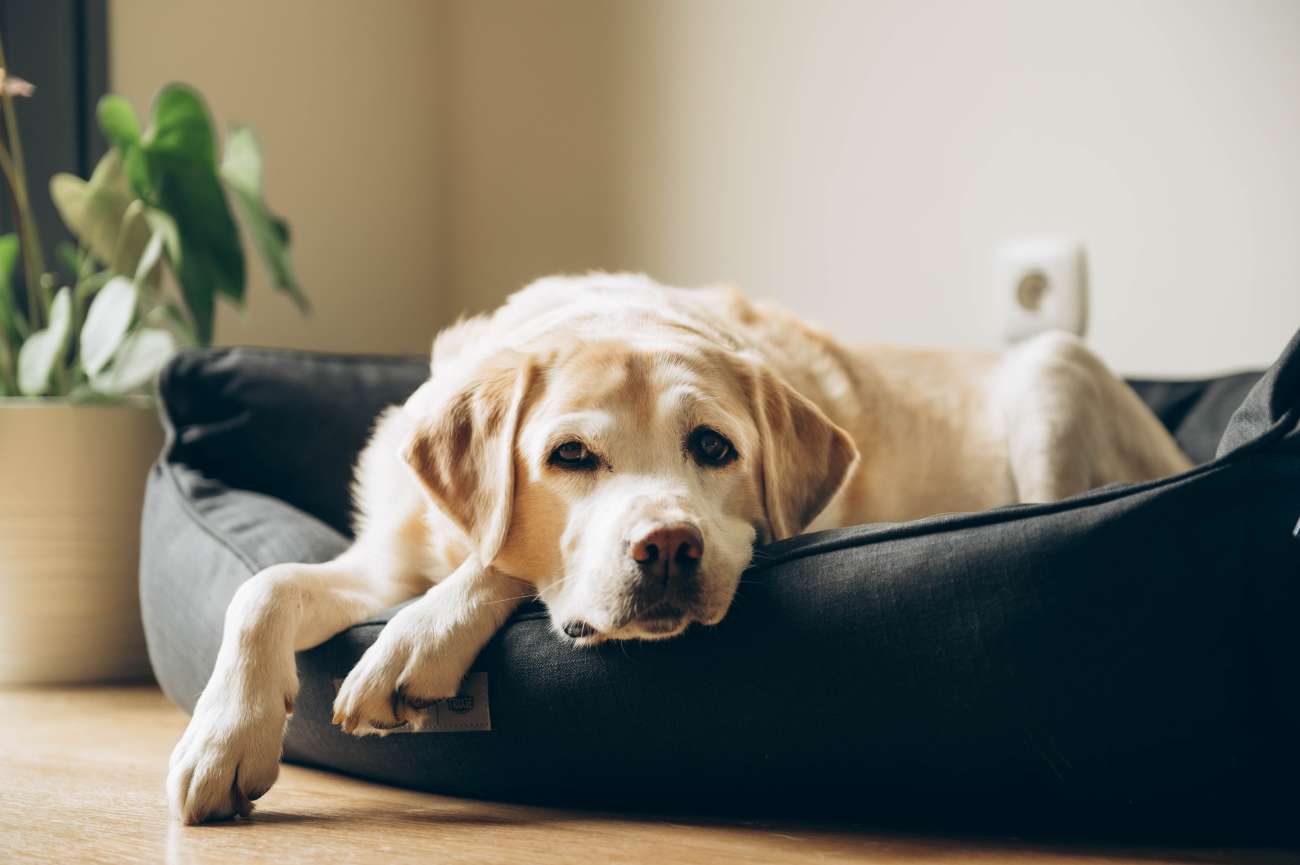 A dog lying on a couch