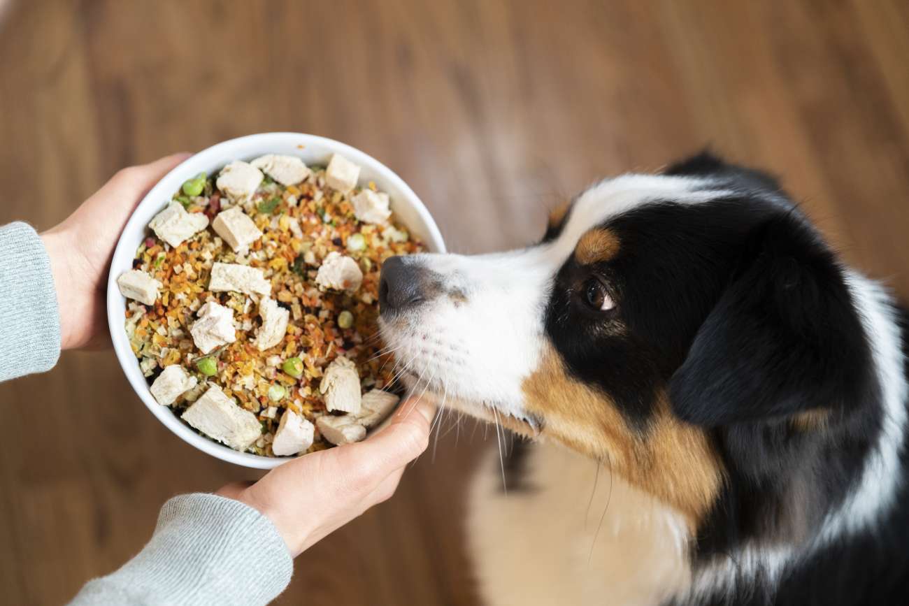 A dog eating a plate of food