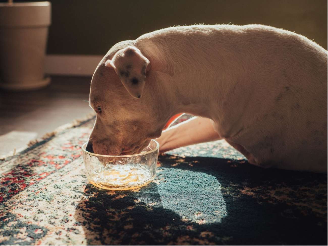 A pig drinking from a glass