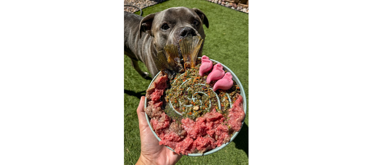 A dog with a plate of food