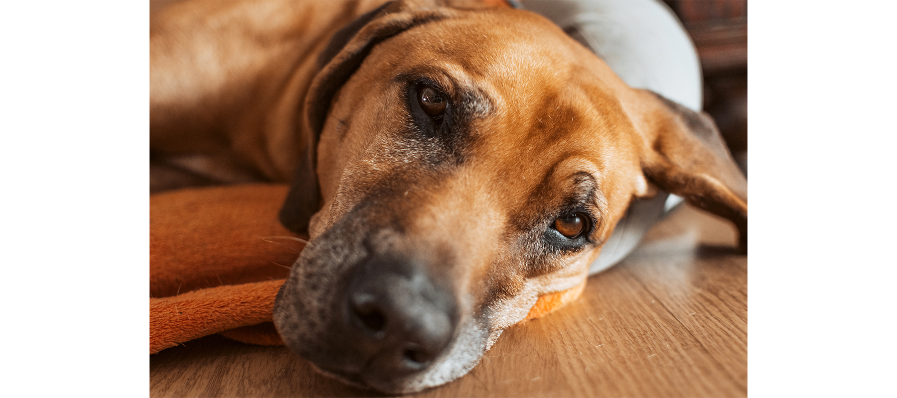 How to Help a Dog’s Upset Stomach 6 Simple Ideas You Can Do at Home