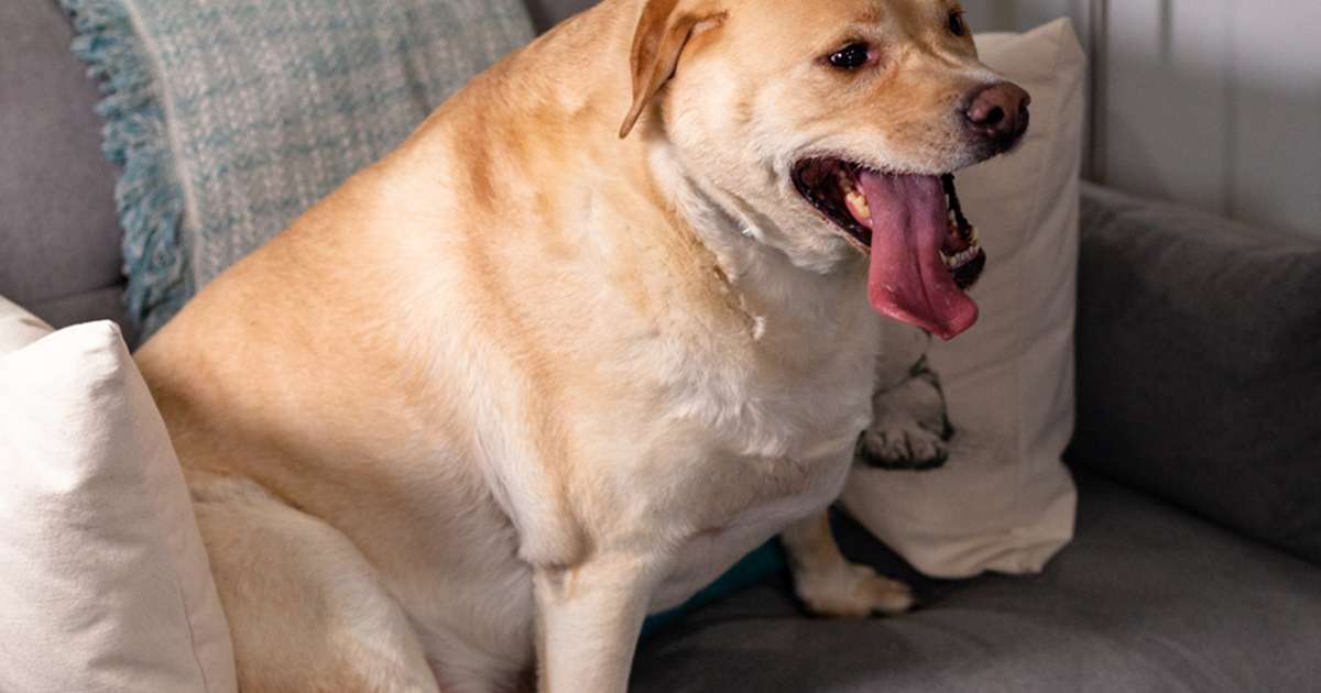 How to Tell If Your Dog Is Overweight & How to Help Them Lose Weight