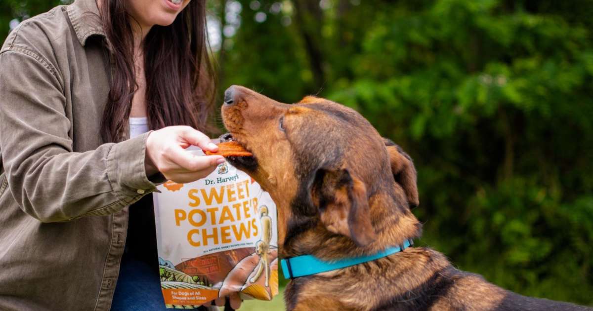 Chewing on the Truth Is Kibble Really Essential for Dental Health