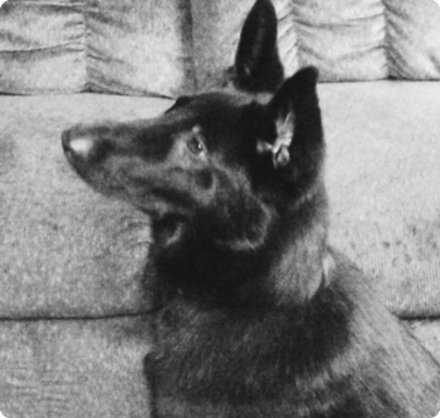 dr harvey's dog food for kidney disease