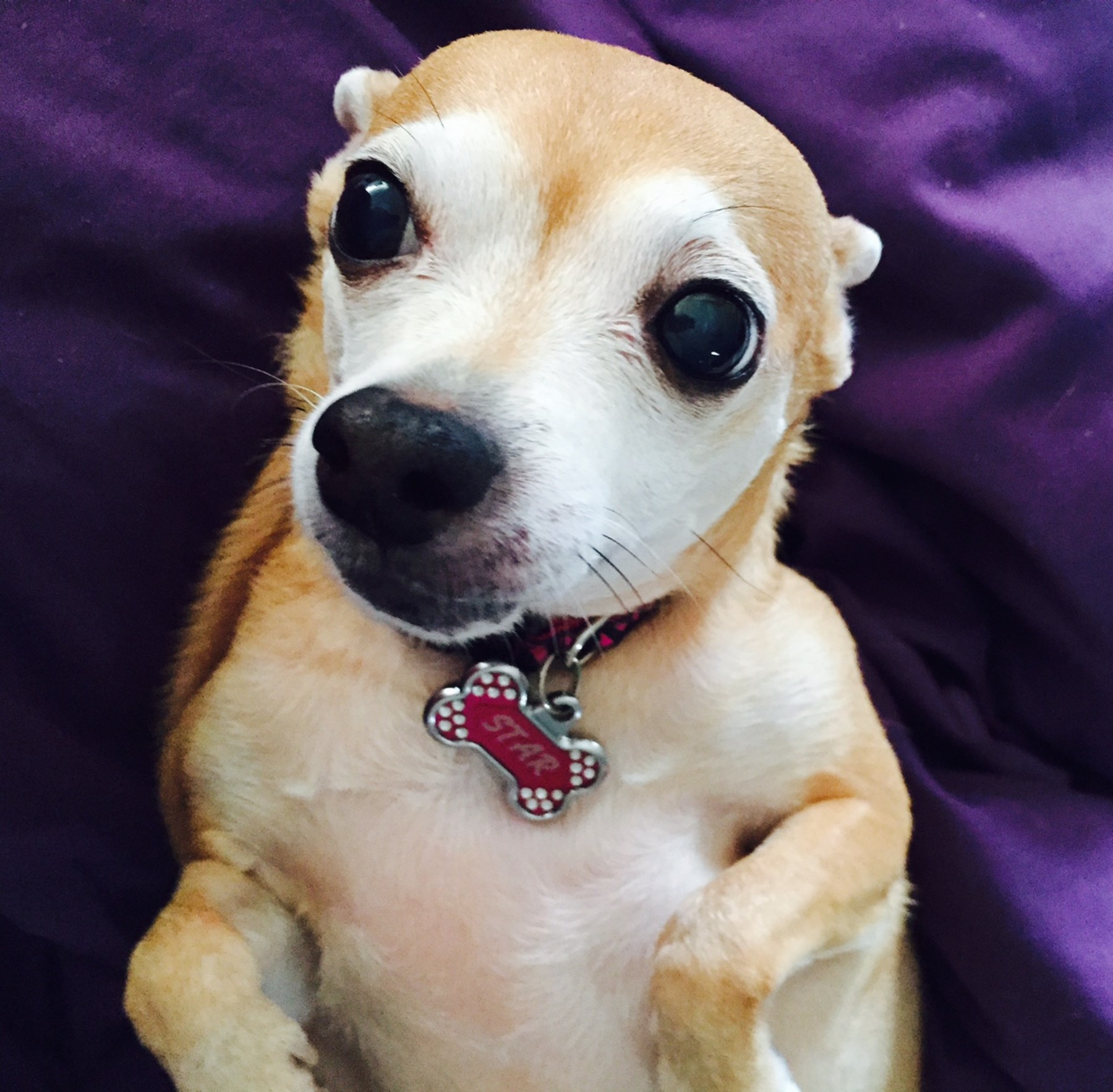 dr harvey's dog food for kidney disease