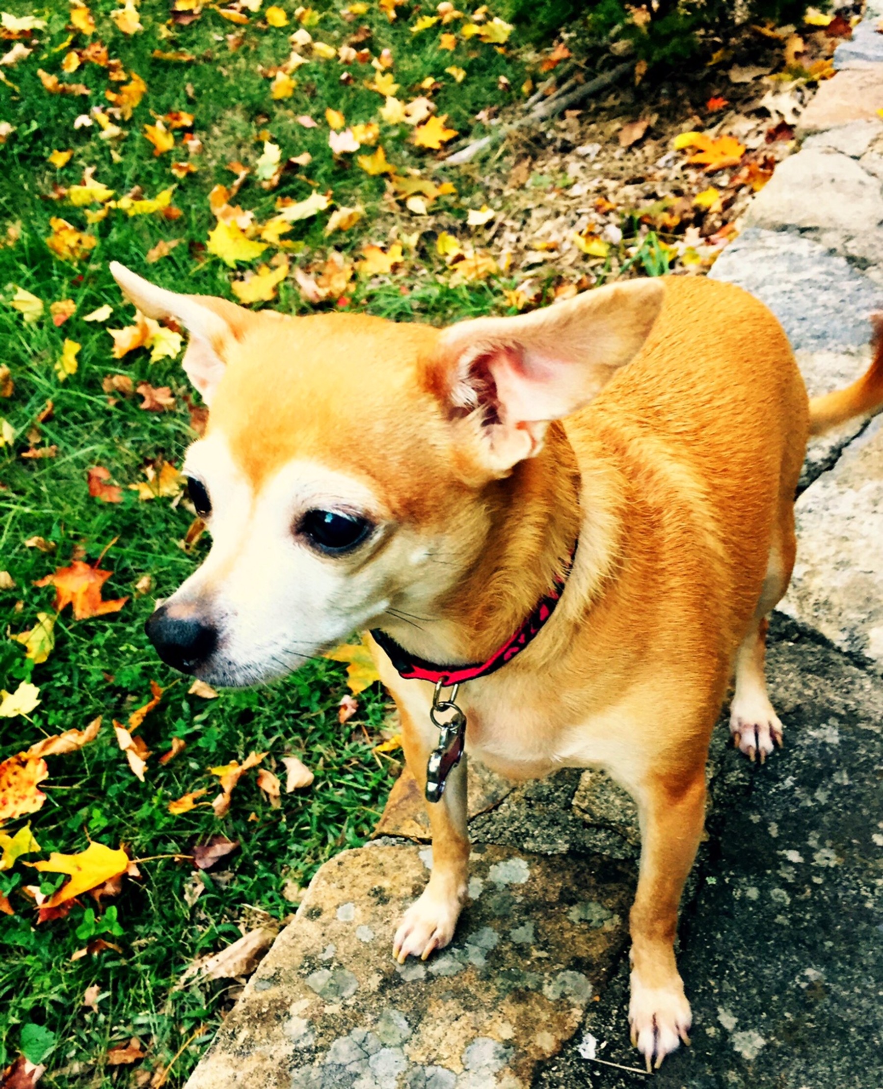 dr harvey's dog food for kidney disease