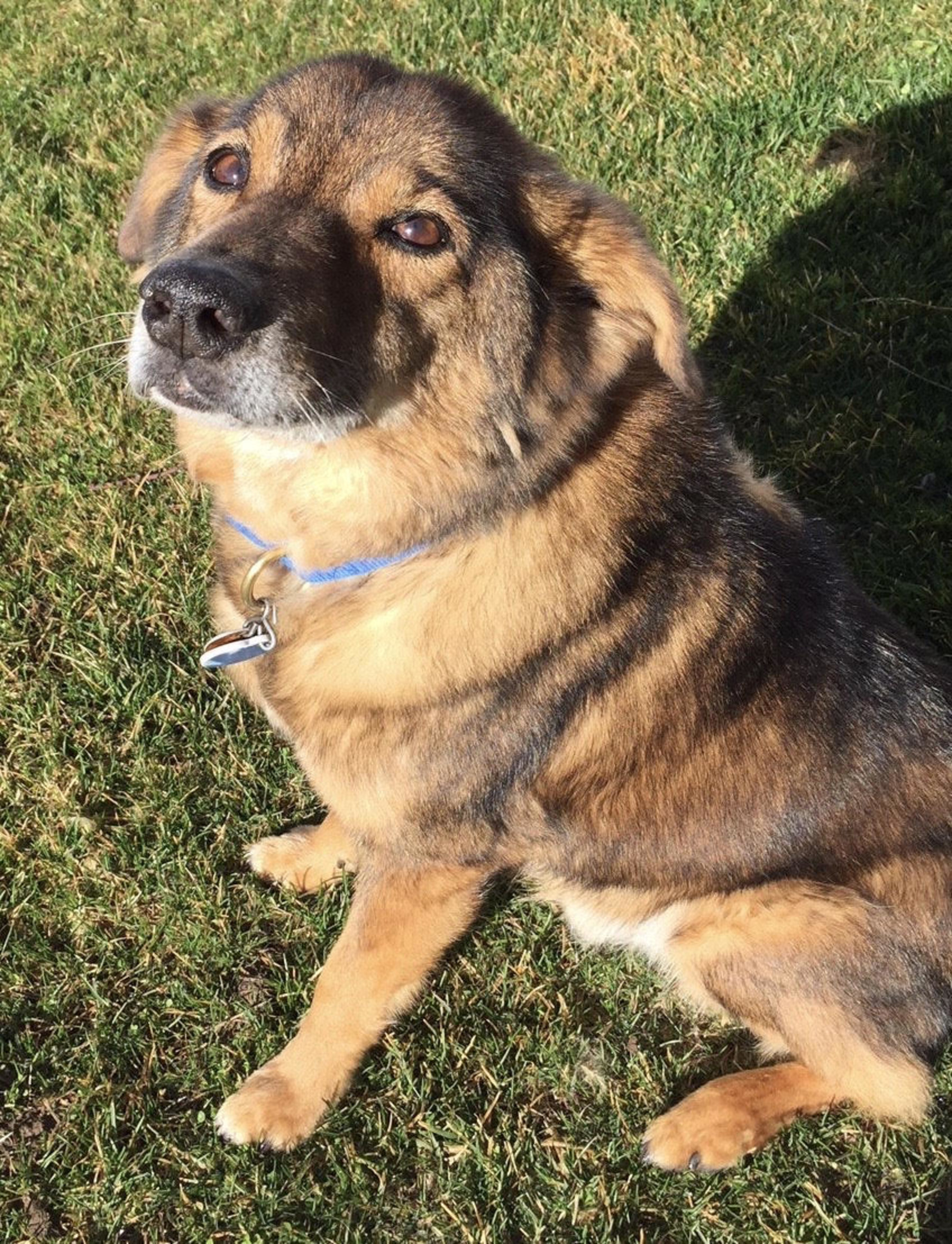 dr harvey's dog food for kidney disease