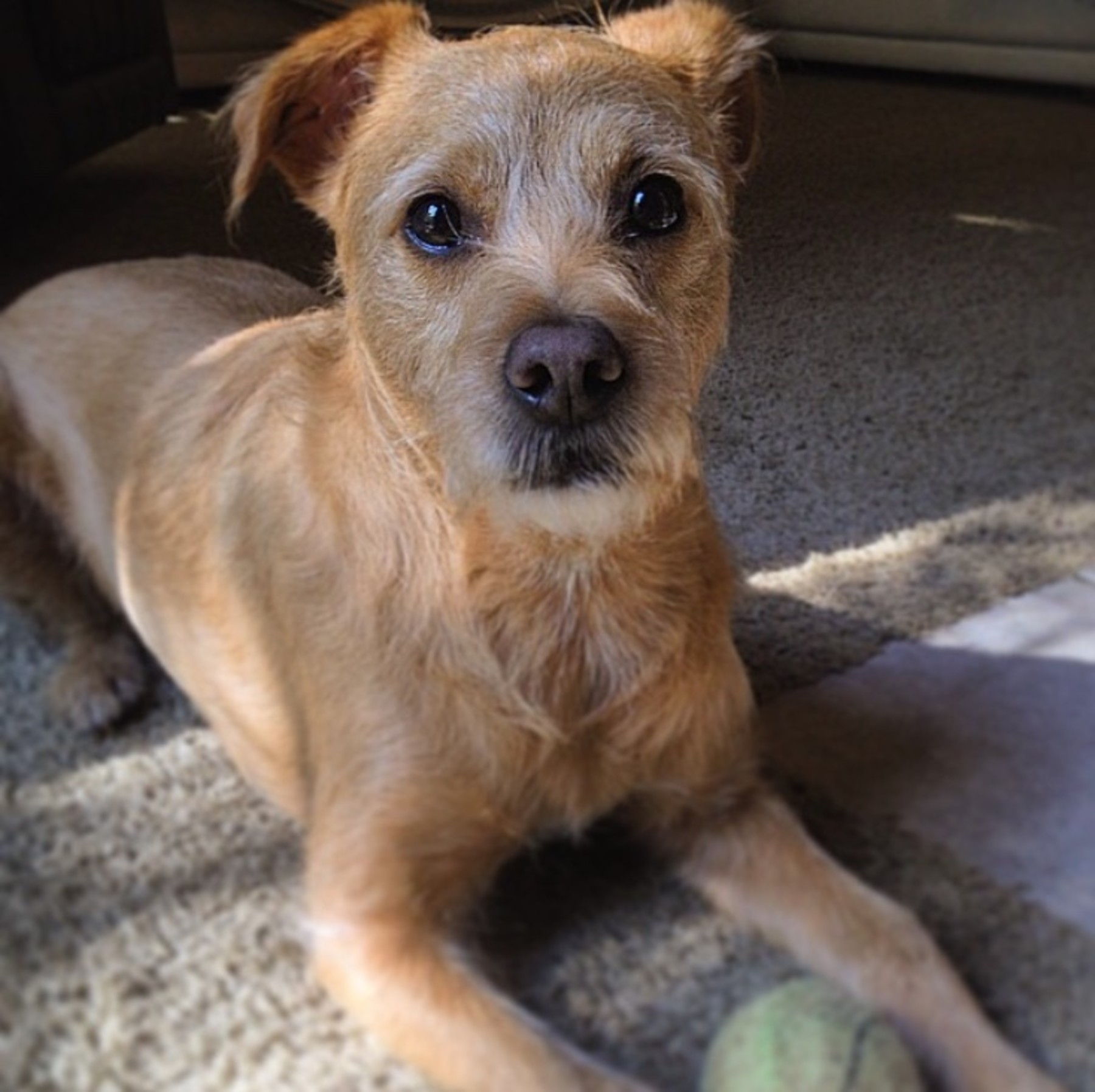 dr harvey's paradigm dog food