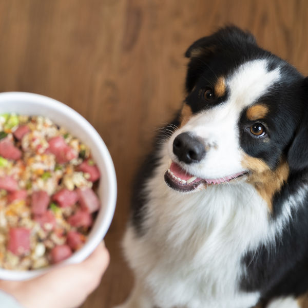 Best Diet For Kidney Problems Dr. Harvey's