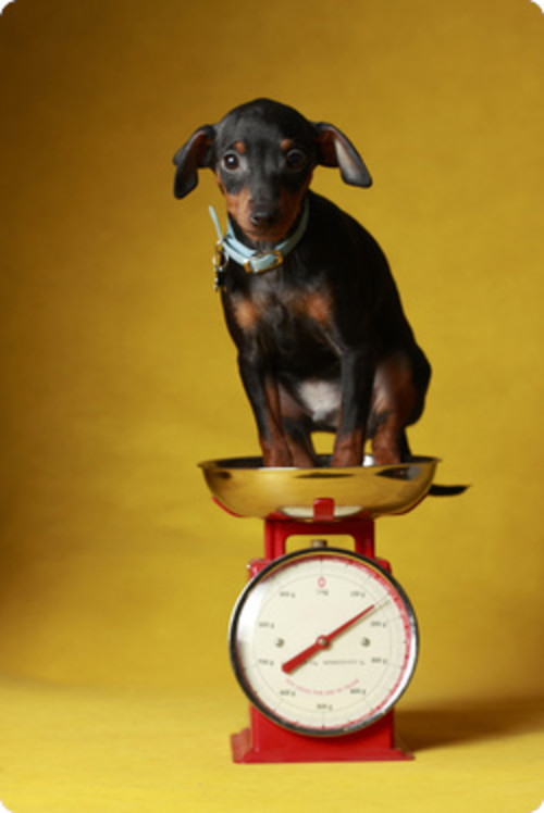 dog on scale