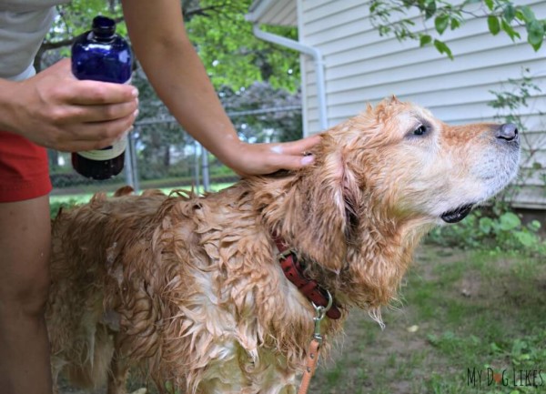 Herbal Protection Shampoo-Charlie getting a bath