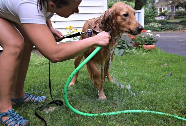 Protection Shampoo-Hosed Down Bath