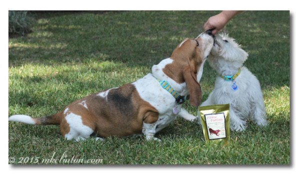 Barking from the Bayou Bentley and Pierre eating