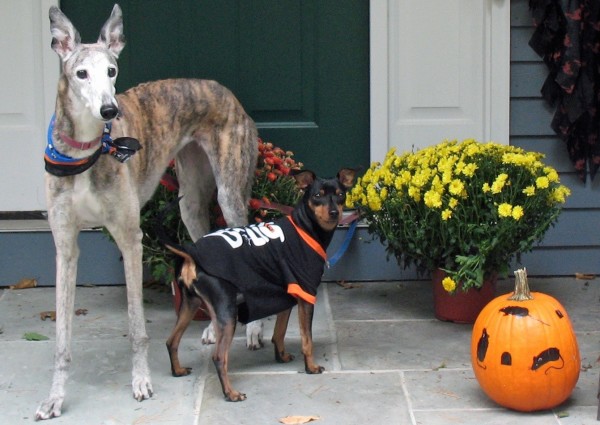 Evie the greyhound and Rucker the minpin