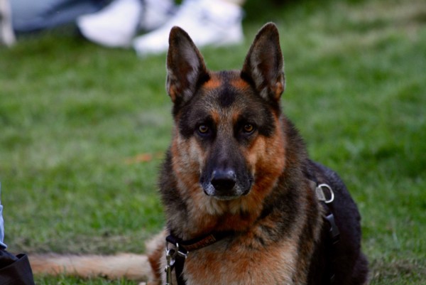 Remington GSD Paradigm