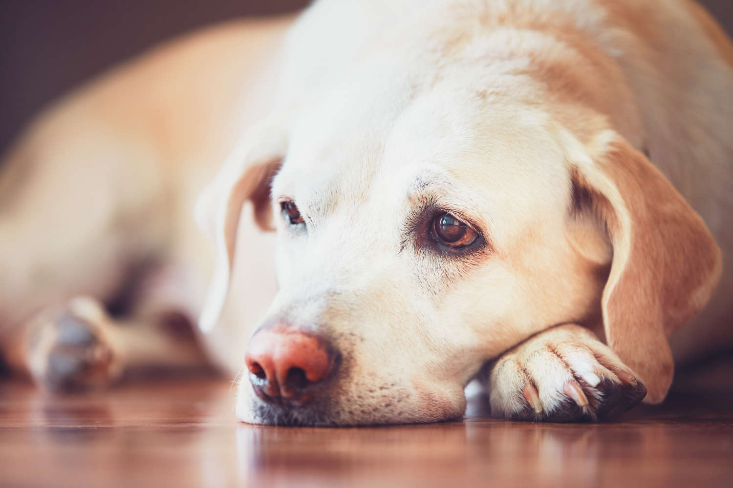 How to Improve Dog Gut Health