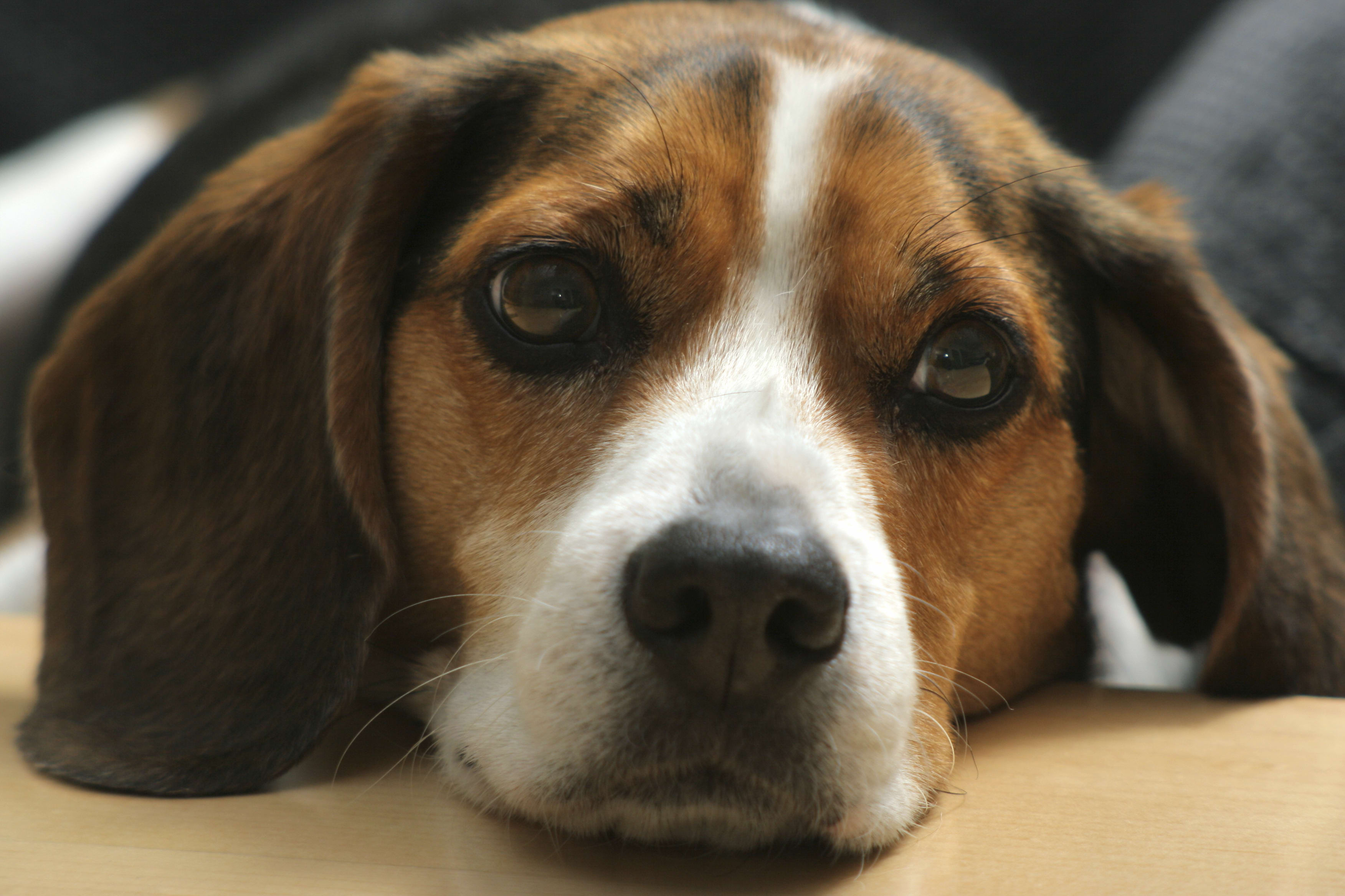 A brown and white dog