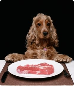 A dog sitting at a table