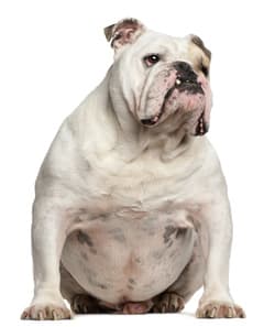A dog sitting on the ground
