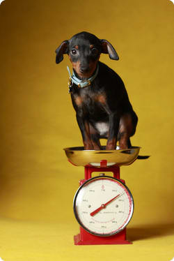 A small dog standing on a scale