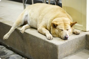A dog sleeping on a couch