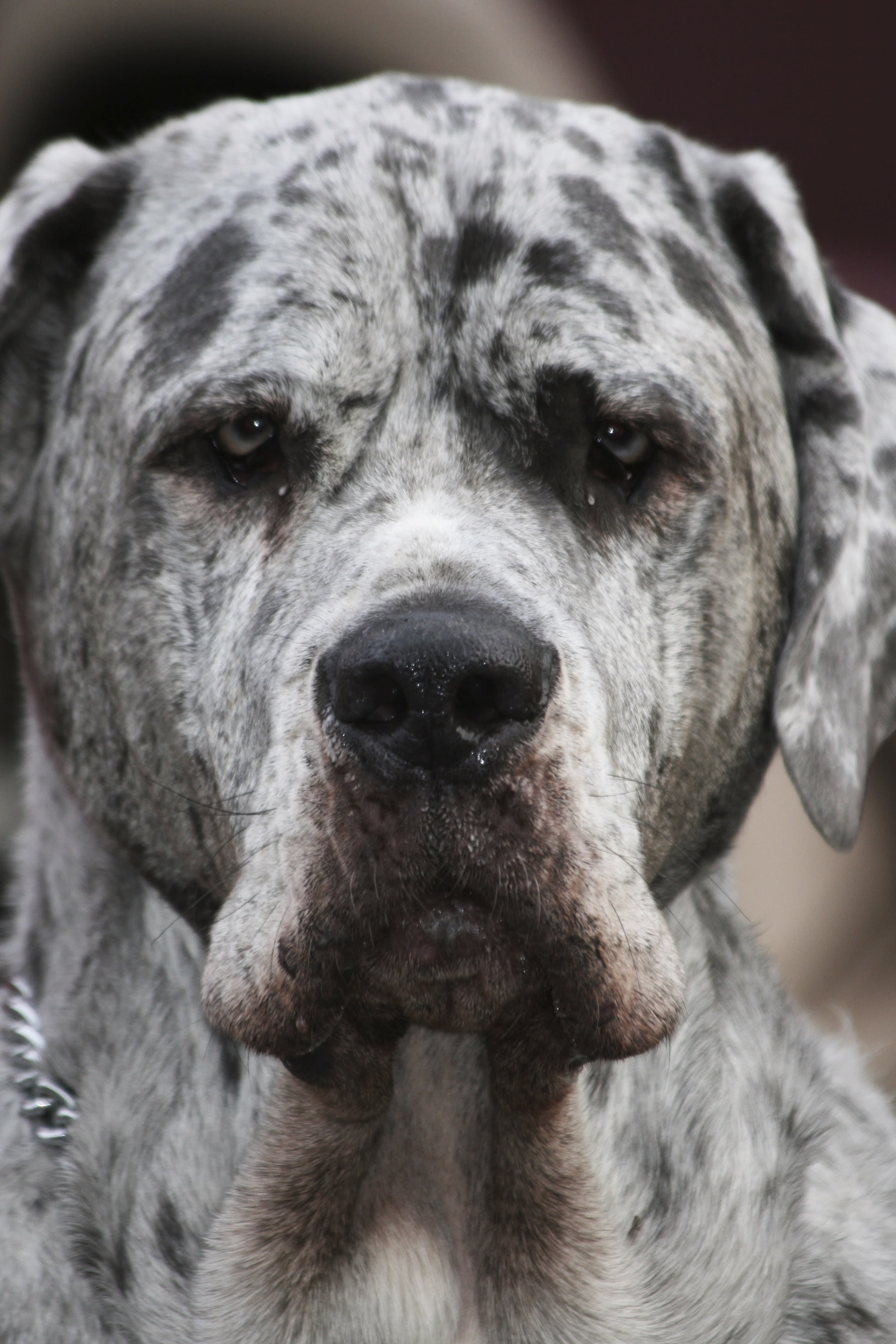 A close up of a dog