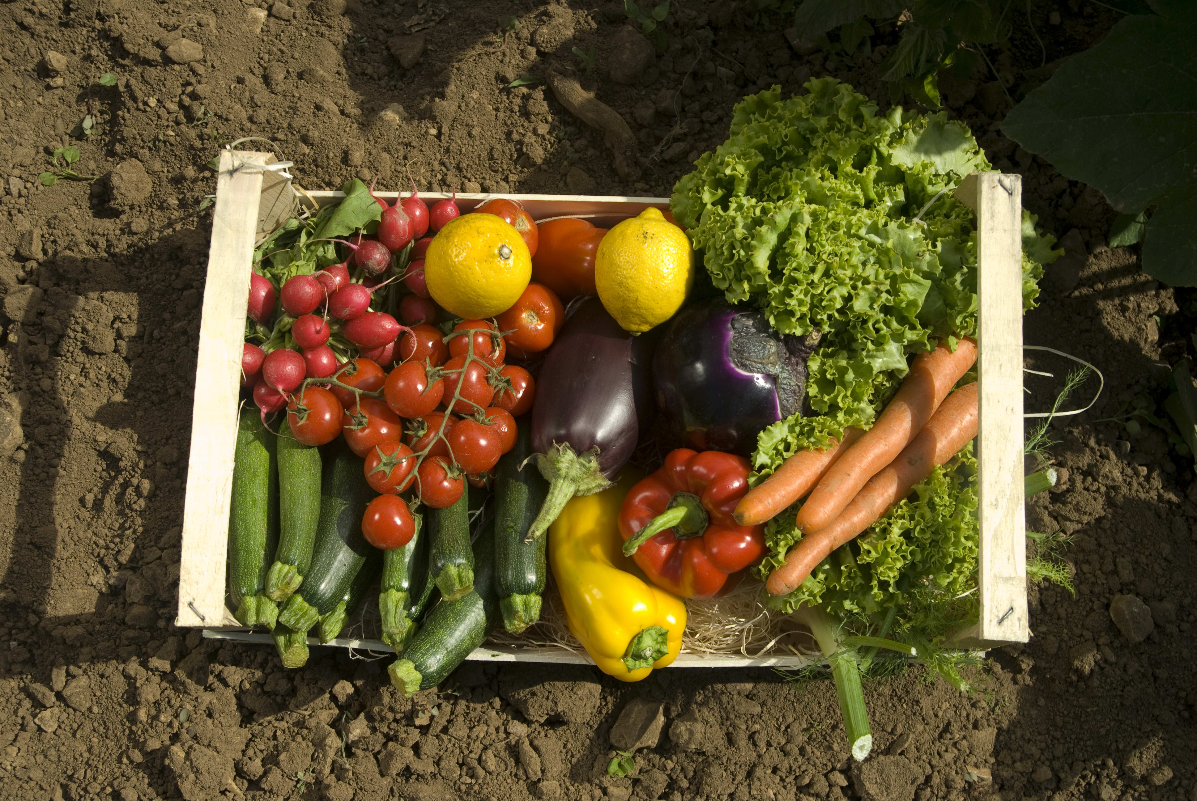 A group of vegetables on a table