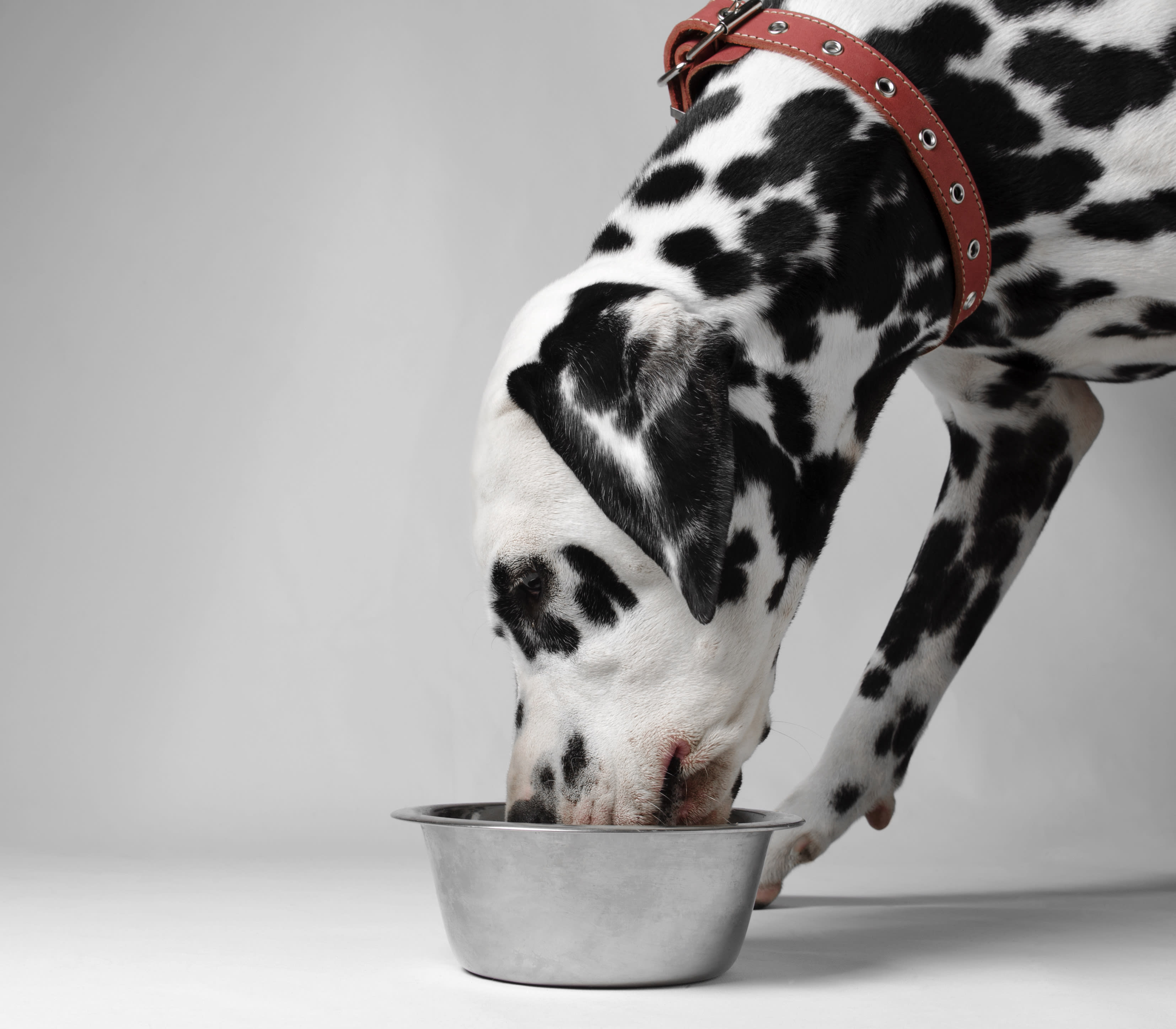 A cat drinking from a bowl
