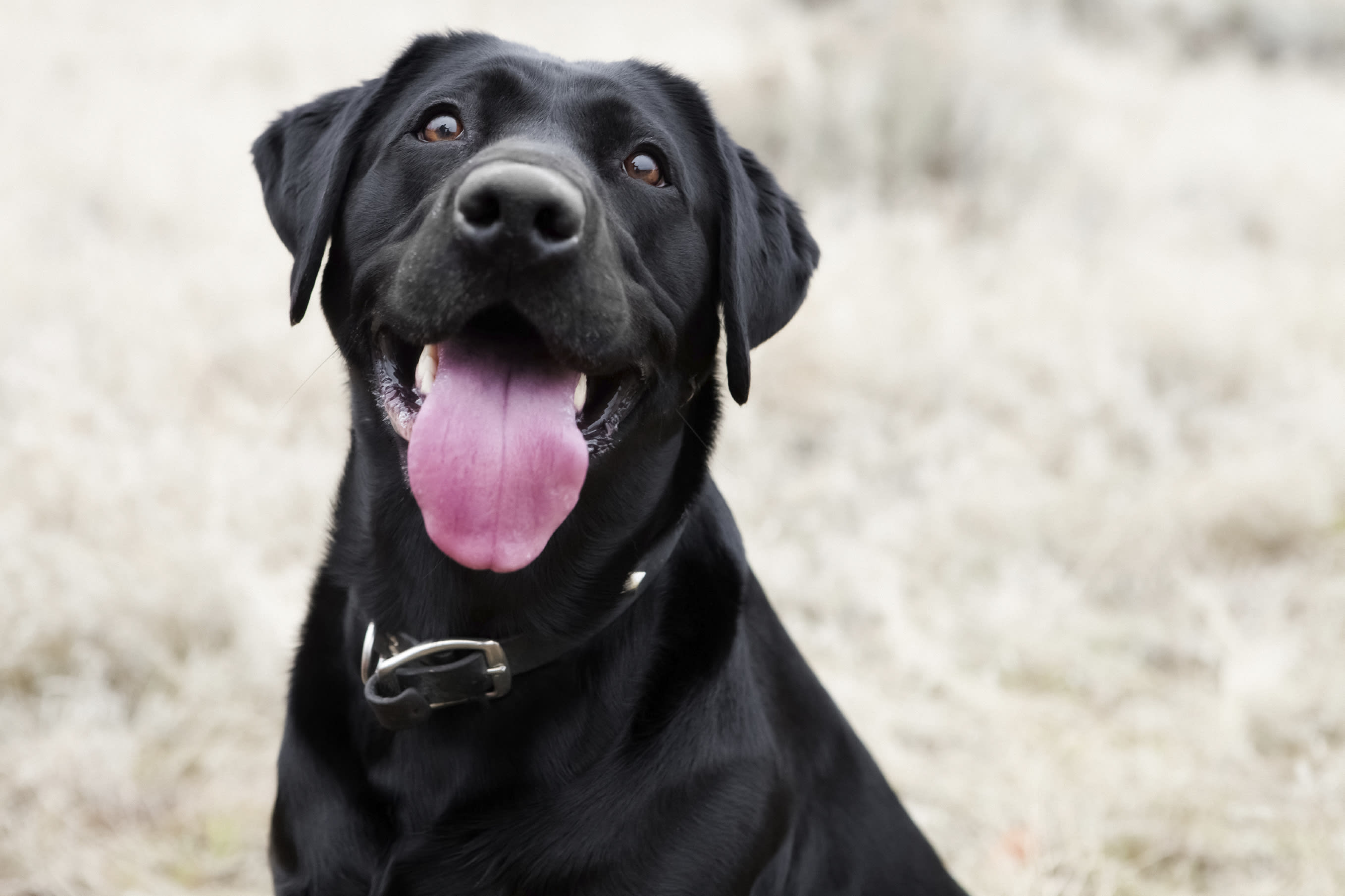 A black dog with its tongue out