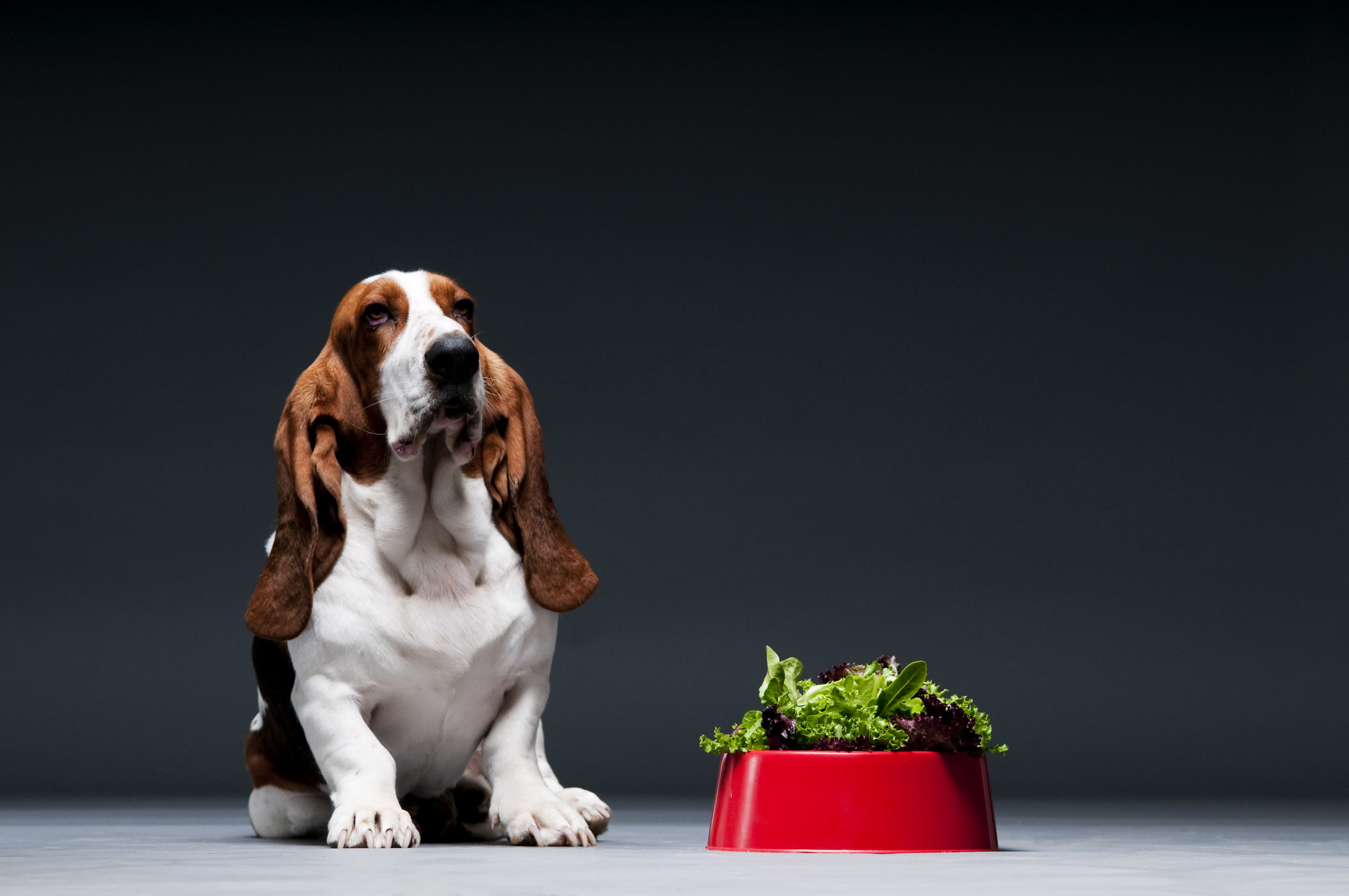 A dog sitting next to a potted plant