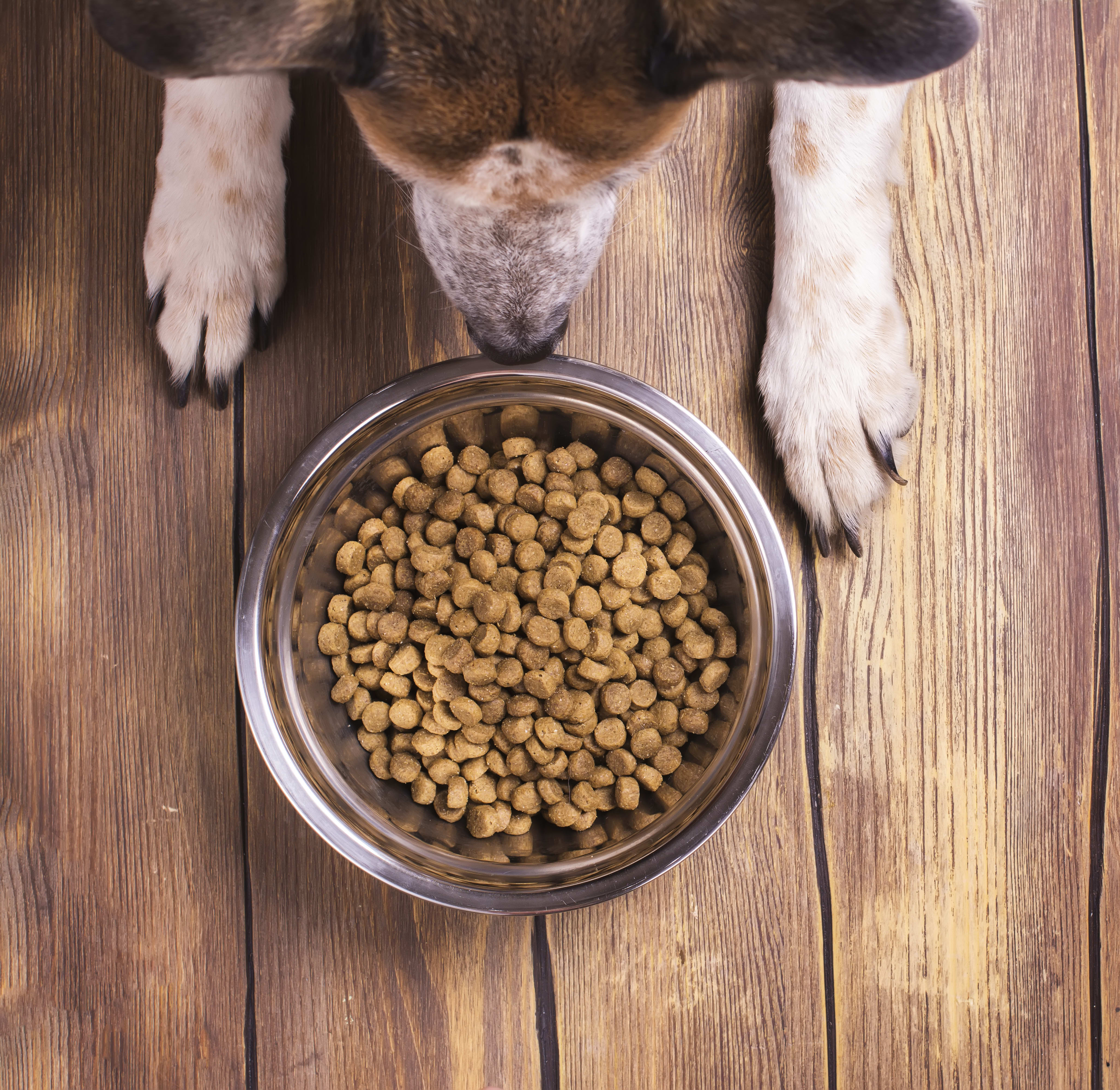 A dog eating food from a bowl