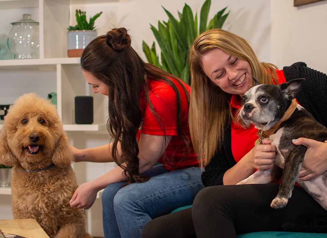 A person and two dogs
