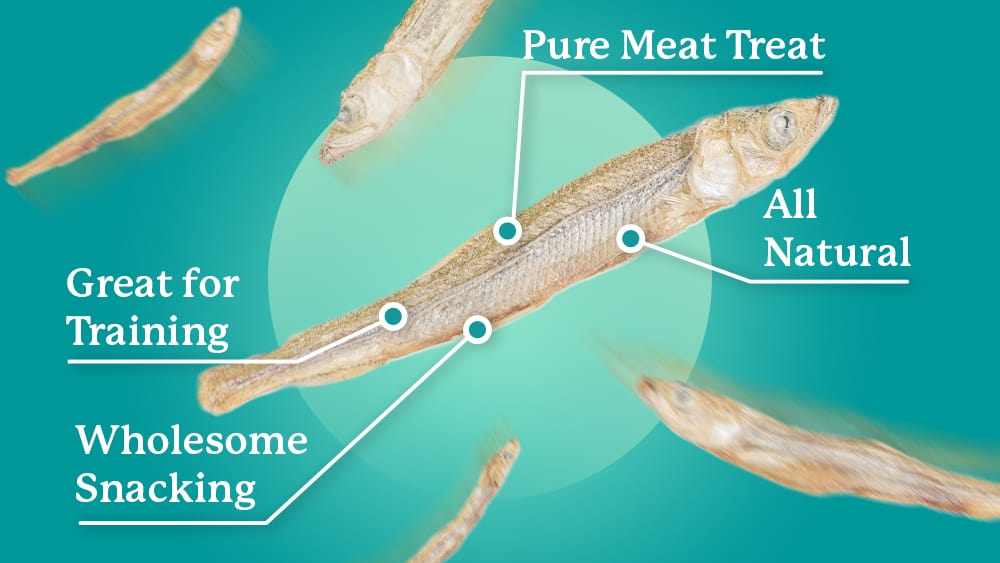 Website Ht Pop Minnow