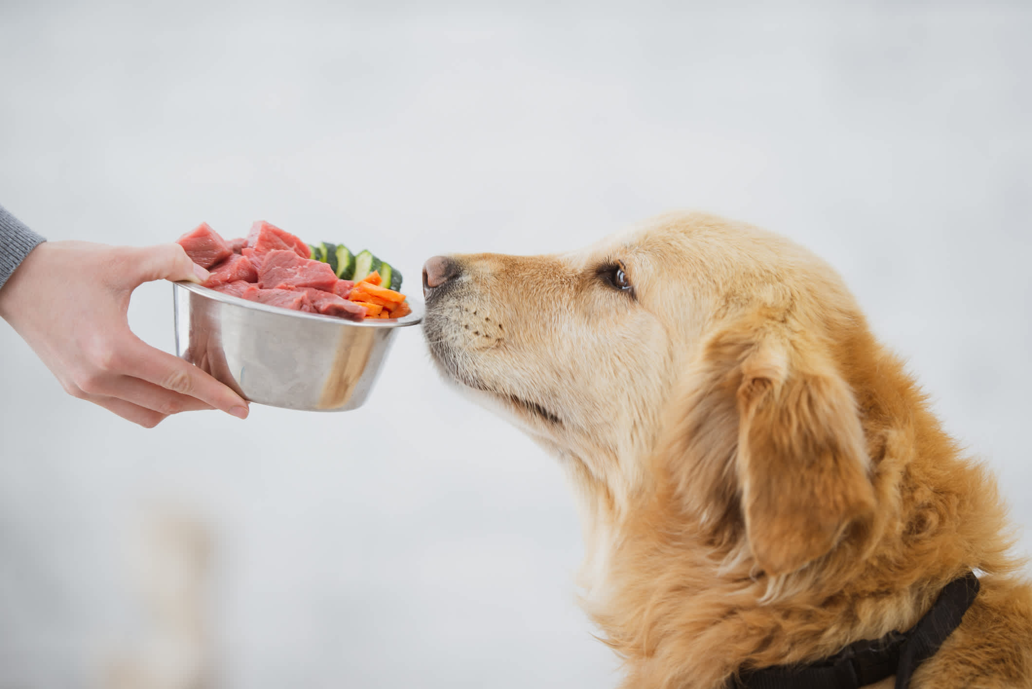 Hero Featured Image   Healthy Dog Food