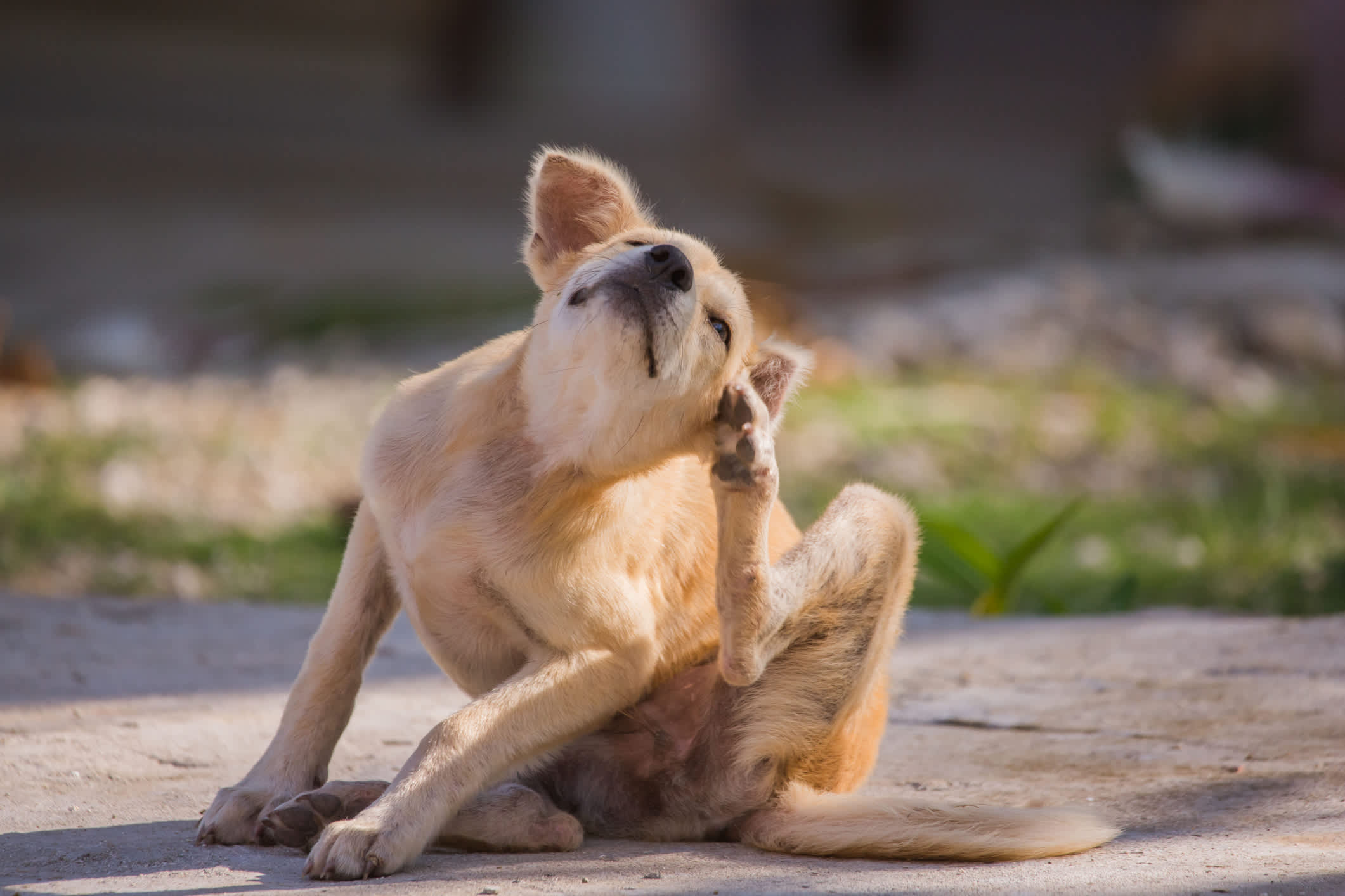 Hero Featured Image   Dog Scratching