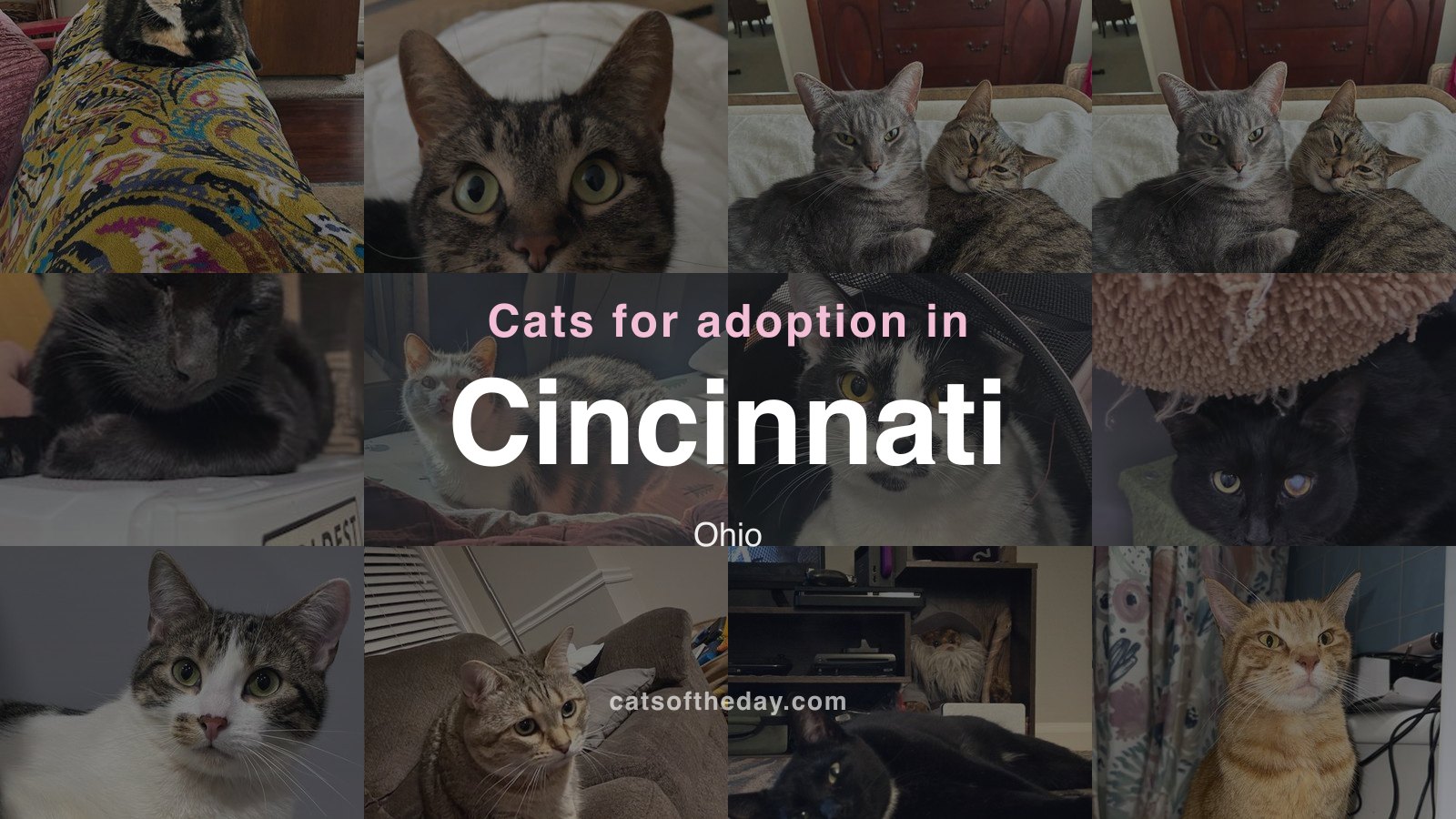 Cats for Adoption in Cincinnati, Ohio