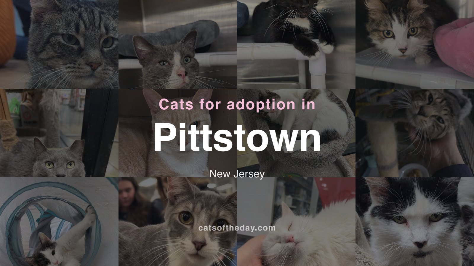 Cats for Adoption in Pittstown, New Jersey