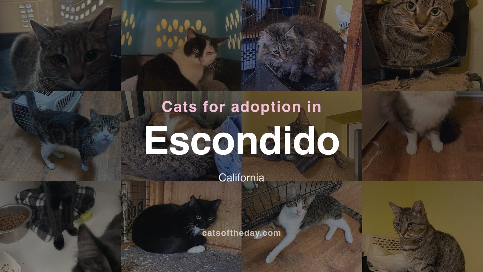 Cats for Adoption in Escondido, California