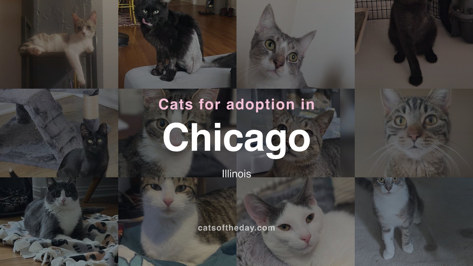 Cats for Adoption in Chicago, Illinois