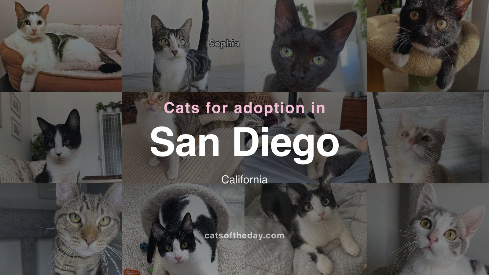 Cats for Adoption in San Diego, California