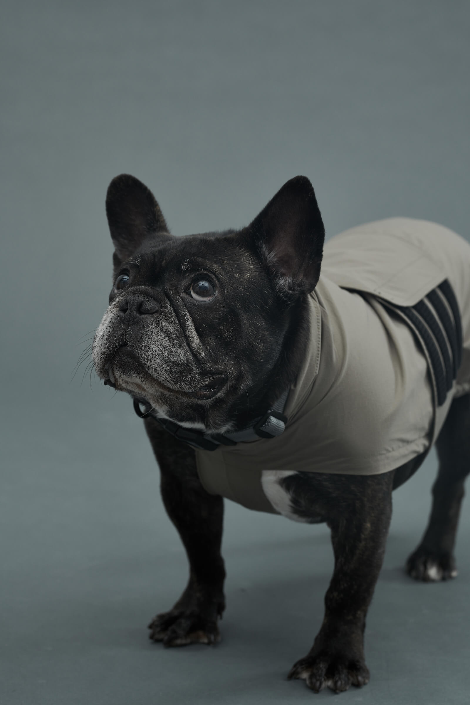 LITE RAIN COAT Ⅱ WEIMARANER GREY | ライトレインコート2 ...