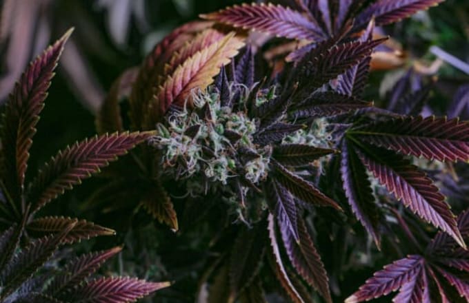 Cannabis Base