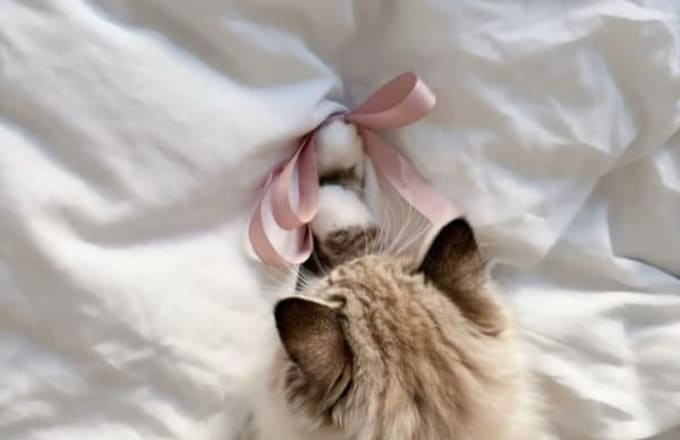 Kitten Fur
