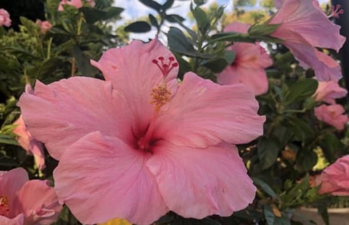 Luminous Hibicus