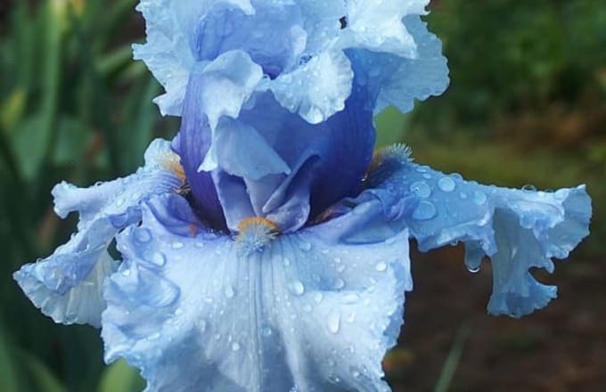 Sweet Iris
