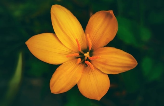 Amberflor Accord