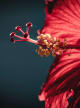 Hibiscus Accord