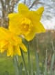 Daffodil Base
