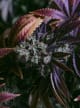 Cannabis Base